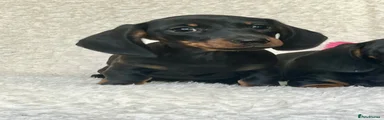 Dachshund 1