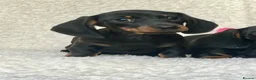 Dachshund dogs for sale: Beautiful Miniature Dachshund Puppies  - Advert 14