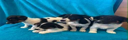 Jack Russell dogs for sale: Jackrussell in Bishop Auckland - Advert 1