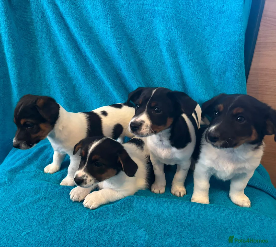 Jack Russell dogs for sale: Jackrussell in Bishop Auckland - Advert 1