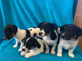 Jack Russell dogs Jackrussell - Advert 4