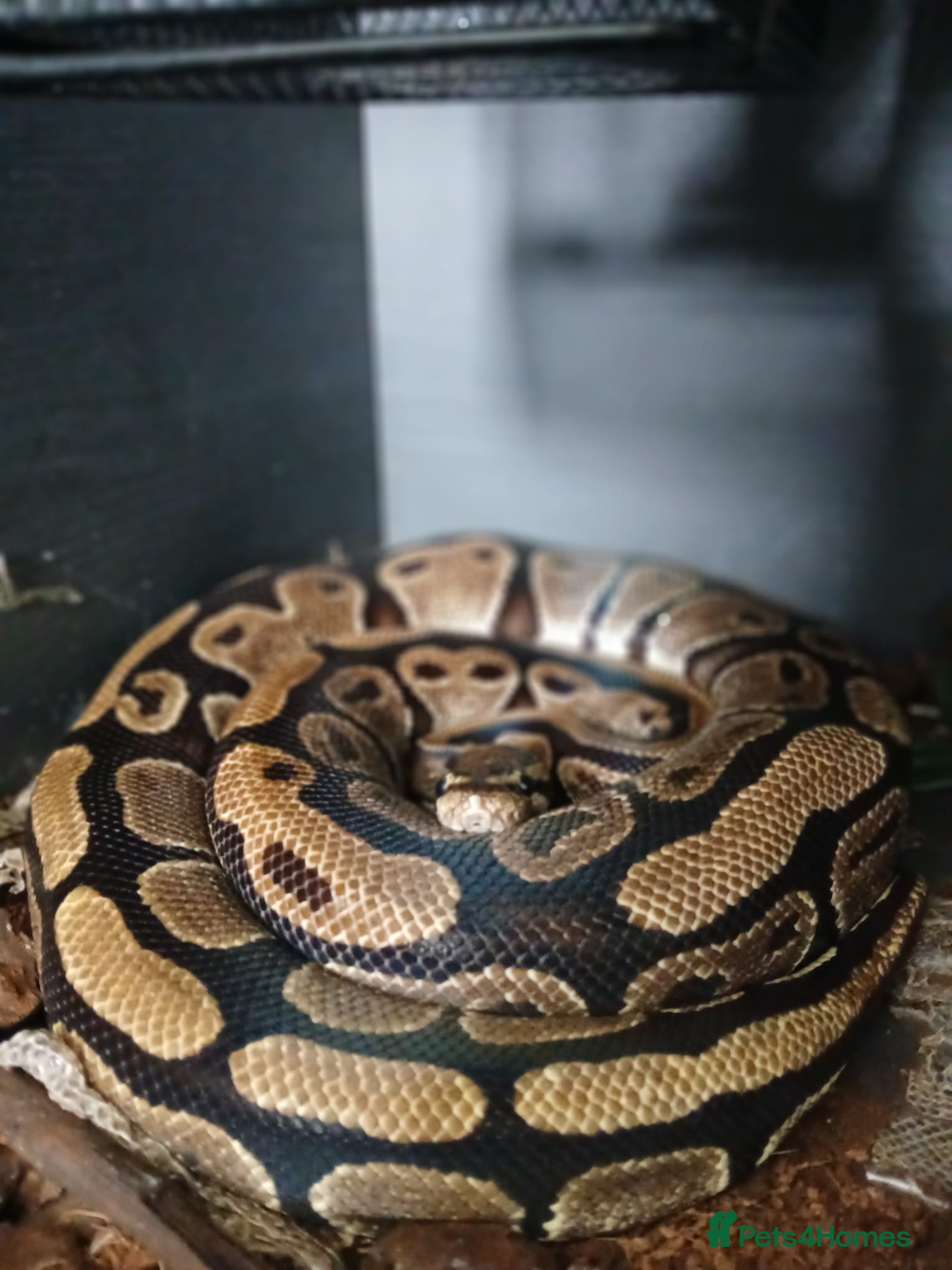 Python Snake reptiles Royal python  - Advert 12
