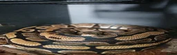 Python Snake reptiles for sale: Royal python  - Advert 1