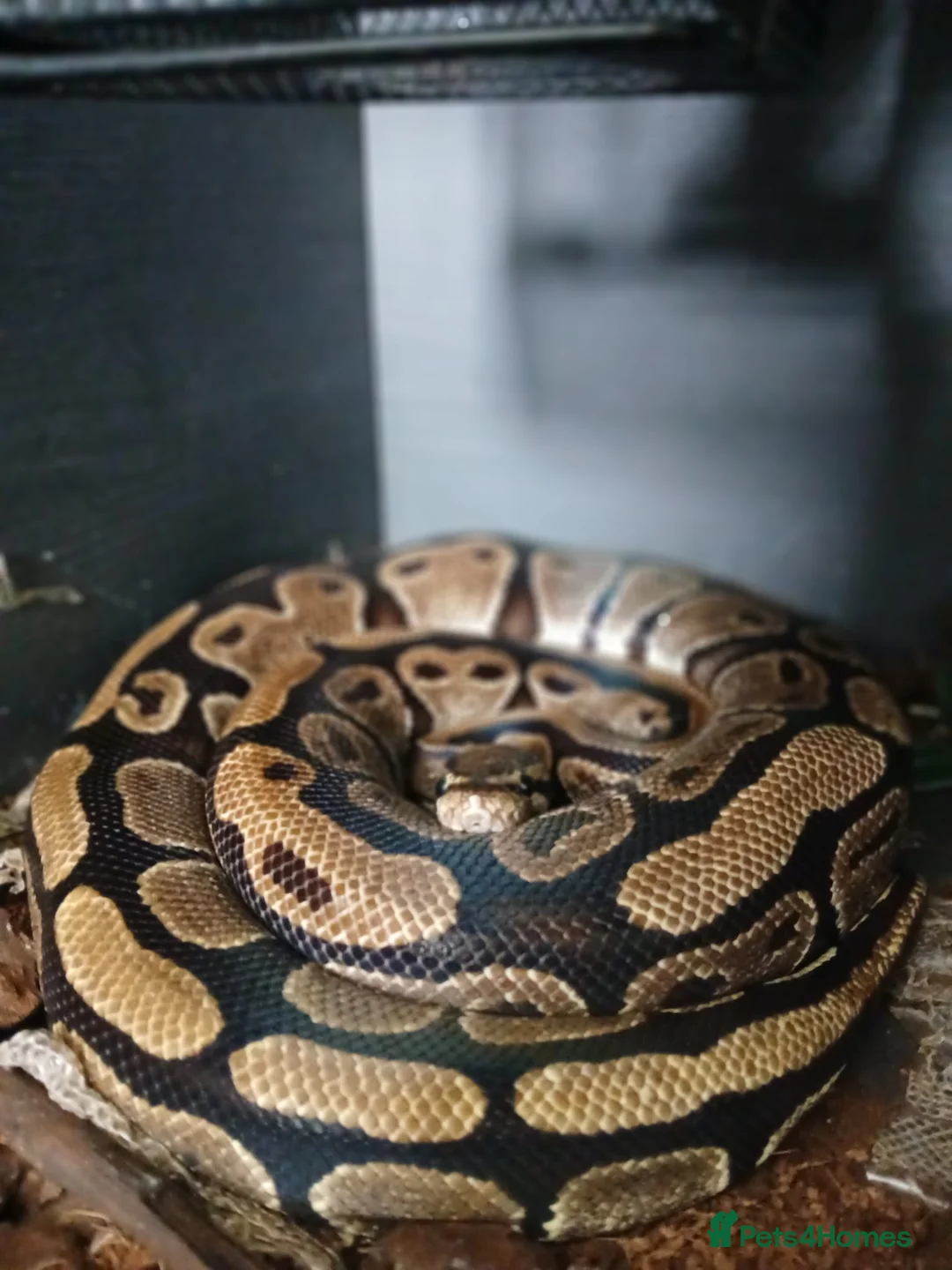 Python Snake reptiles for sale: Royal python  - Advert 1