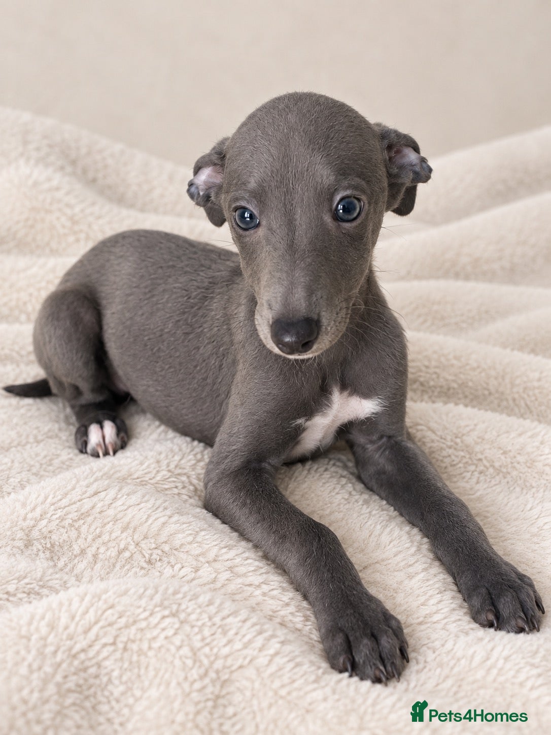 Whippet dogs Ready now  blue girls and boys  - Advert 1
