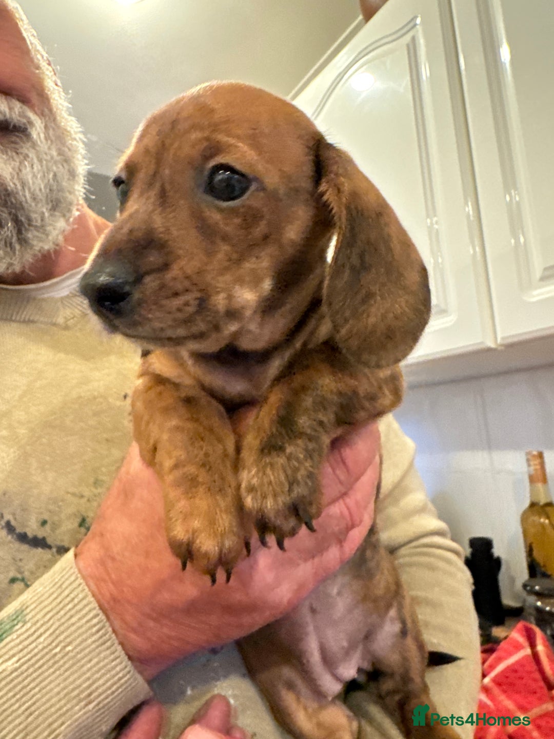 Miniature Dachshund dogs for sale: Miniature Dachshund Puppies  - Image 20