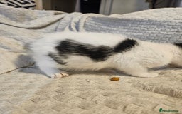 Mixed Breed cats for sale: 8 lovely kittens for sale - Image 23