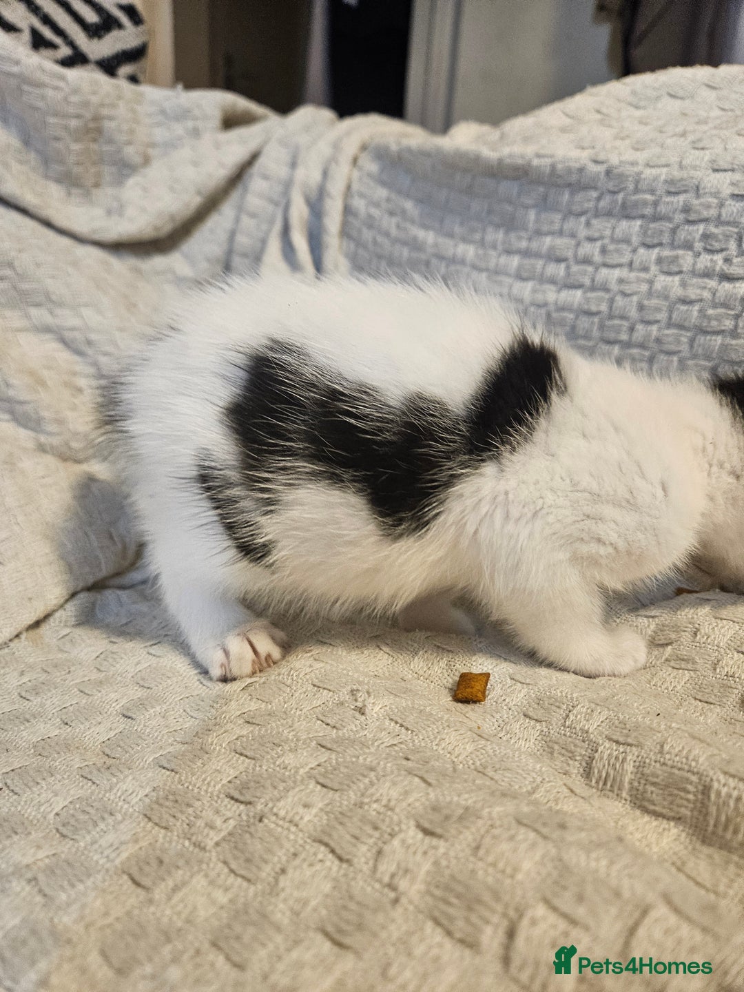 Mixed Breed cats for sale: 8 lovely kittens for sale - Image 23