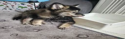 Pomsky dogs for sale: F3 Pomsky Puppies MUST GO - Advert 16