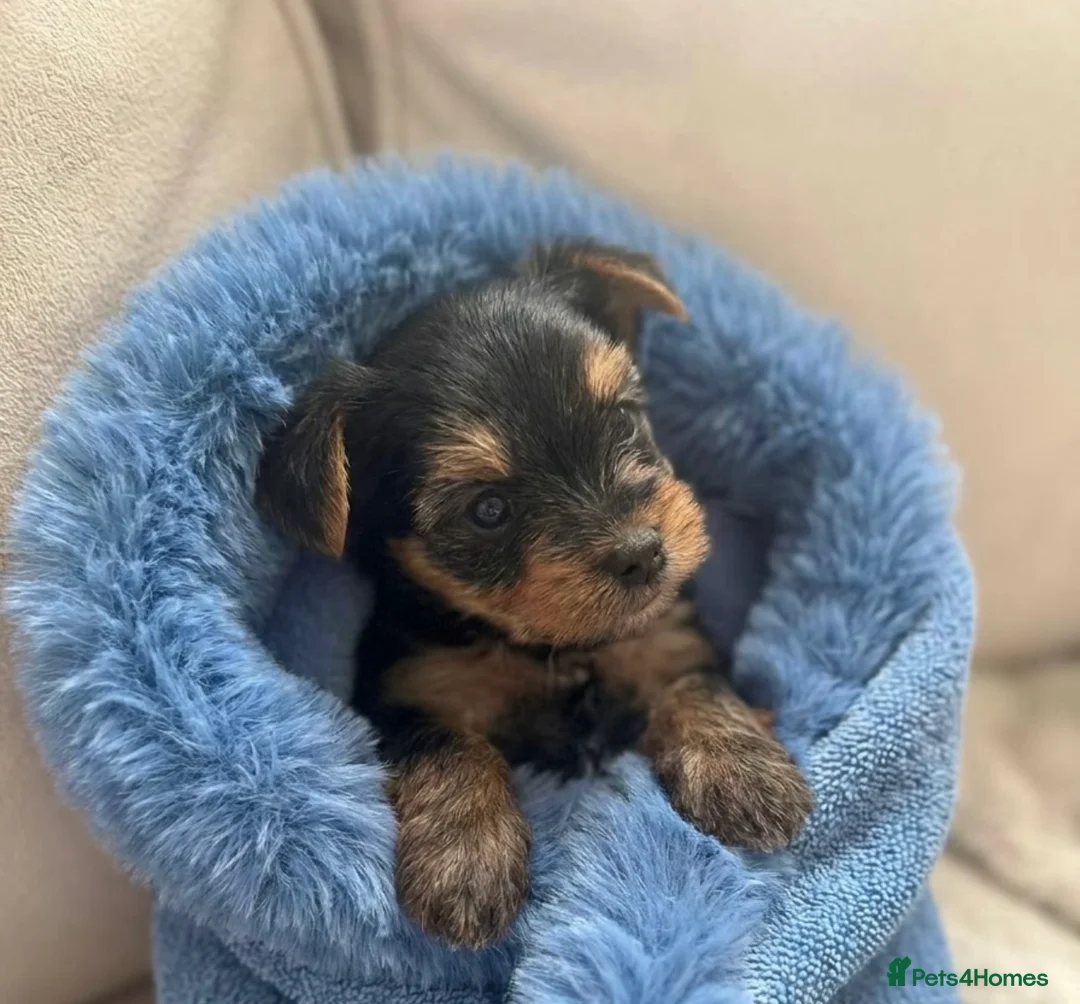 Mixed Breed dogs for sale: Only 1 boy available - Toy Yorkshire Terriers🐾💕 - Advert 1