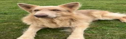 German Shepherd dogs for sale: Isabella German Shepherds - Advert 3