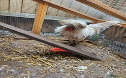 Chickens poultry for sale: Male Poland Frizzle  - Image 3
