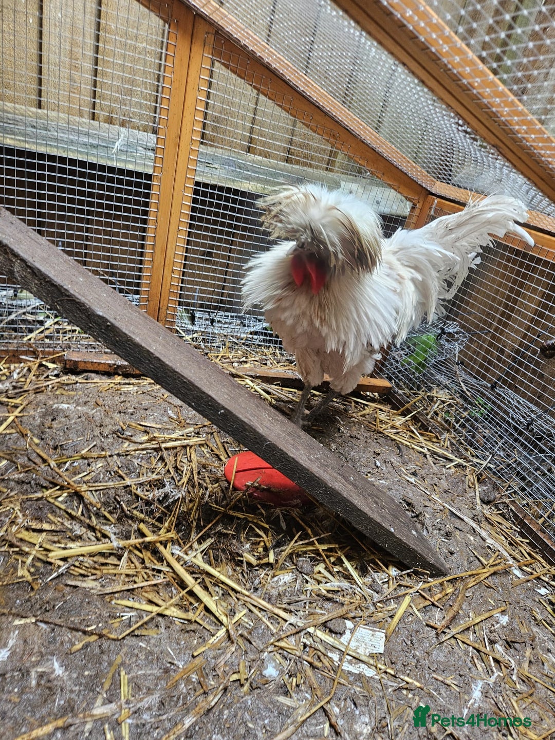 Chickens poultry for sale: Male Poland Frizzle  - Image 3