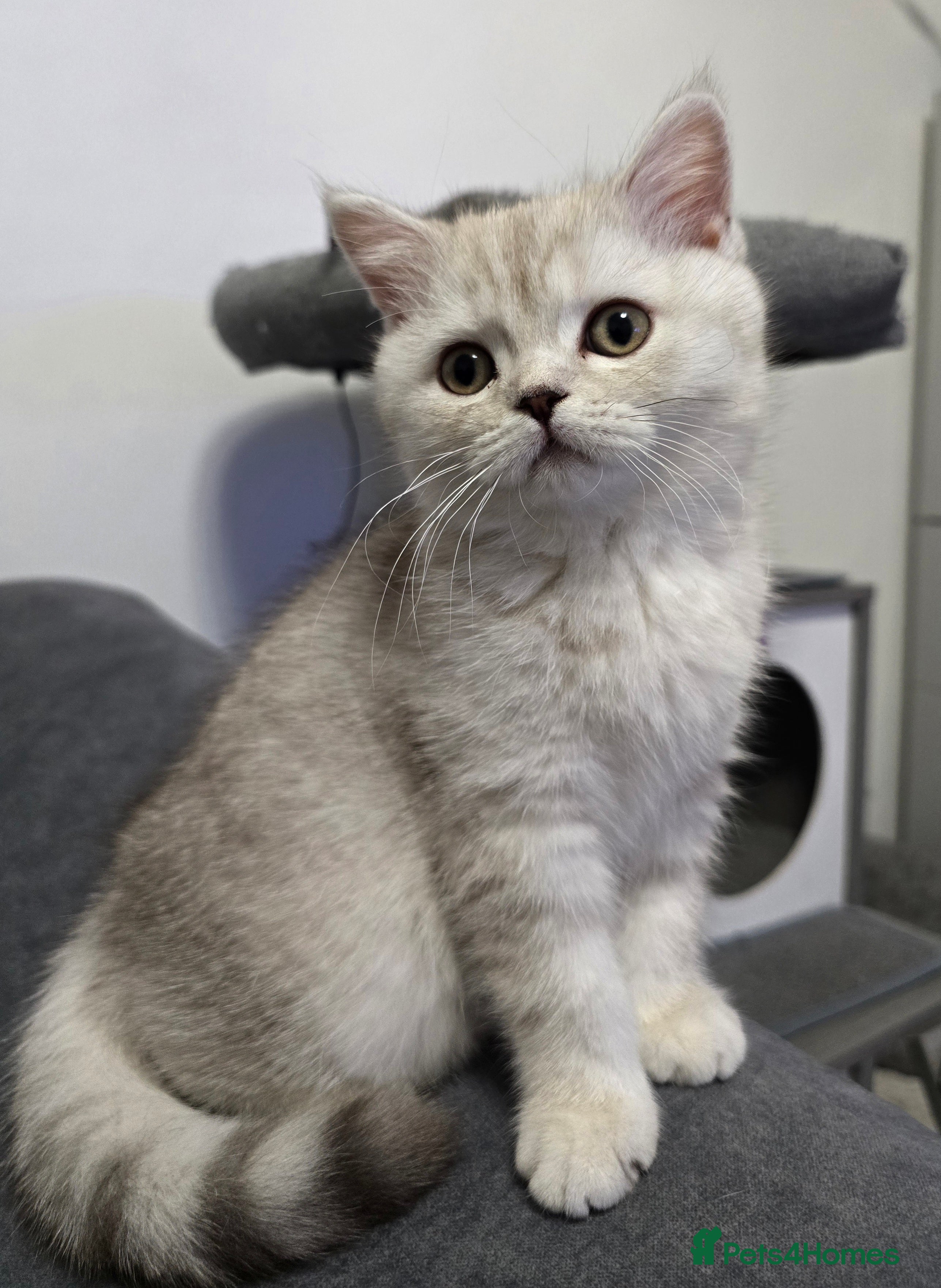 Scottish Fold cats 🐾Scottish Straight Kitten for Sale - Advert 16