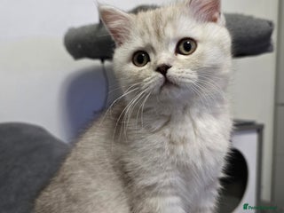 Scottish Fold cats 🐾Scottish Straight Kitten for Sale - Advert 16