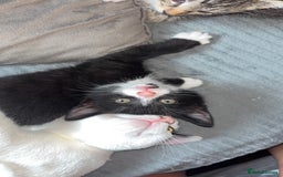 Mixed Breed cats for sale: 6 kittens to a loving home  - Image 7