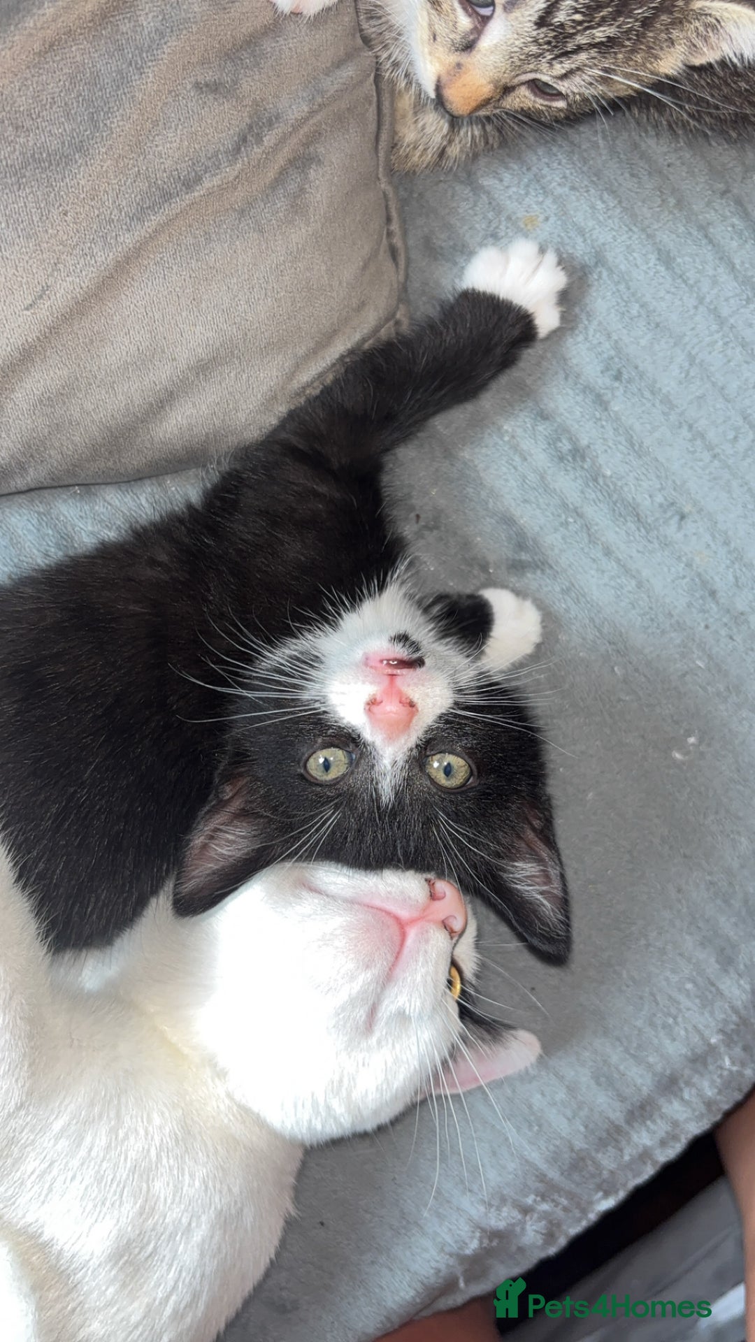 Mixed Breed cats for sale: 6 kittens to a loving home  - Image 7