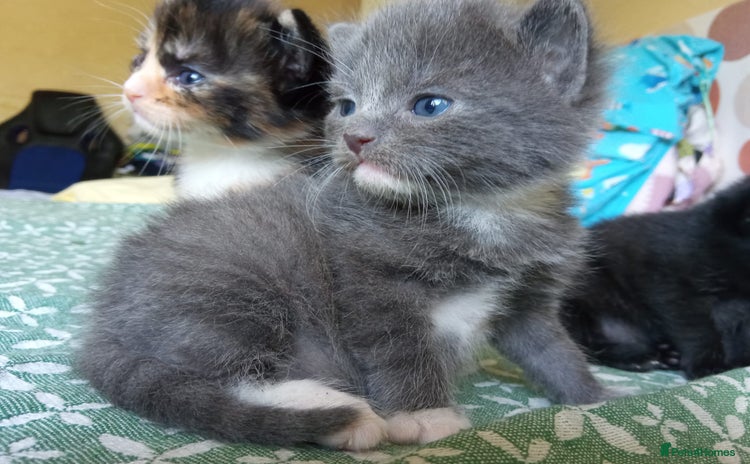 Mixed Breed cats - Advert 4