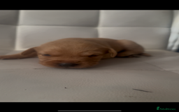 Labrador Retriever dogs for sale: Gorgeous Labrador puppies.  - Image 10