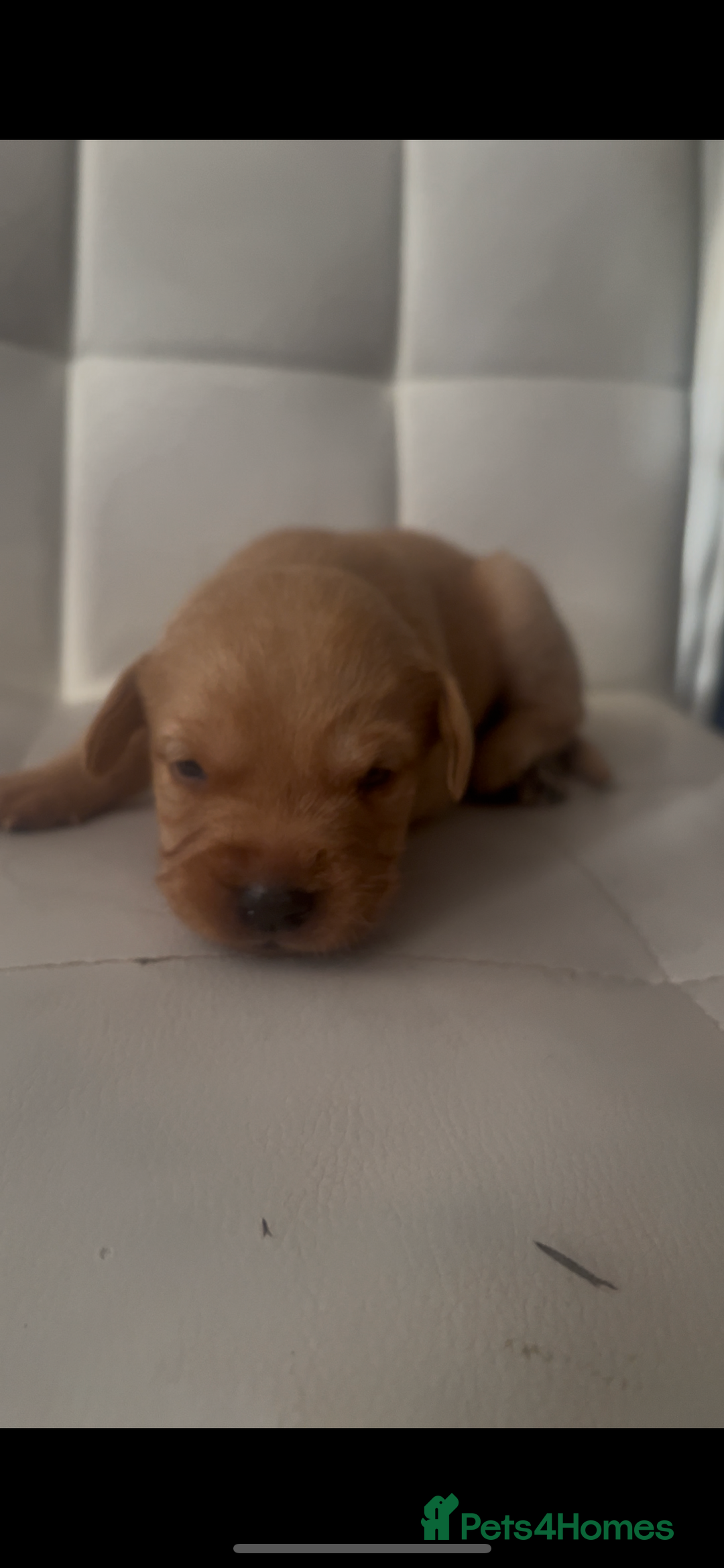 Labrador Retriever dogs for sale: Gorgeous Labrador puppies.  - Image 10