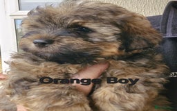 Mixed Breed dogs for sale: Yorkiepoo Puppies - Image 9