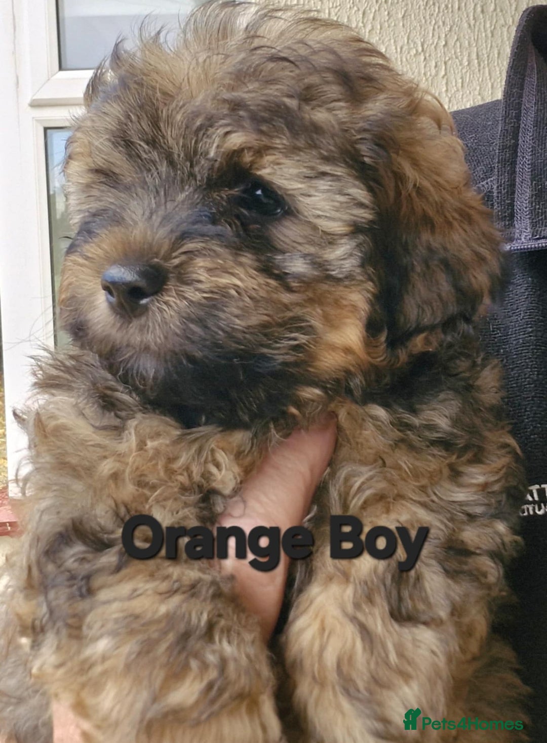Mixed Breed dogs for sale: Yorkiepoo Puppies - Image 9