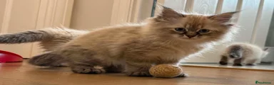 Siberian 1