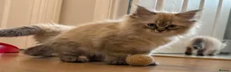 Siberian cats for sale: Siberian Neva Masquerade  - Advert 2