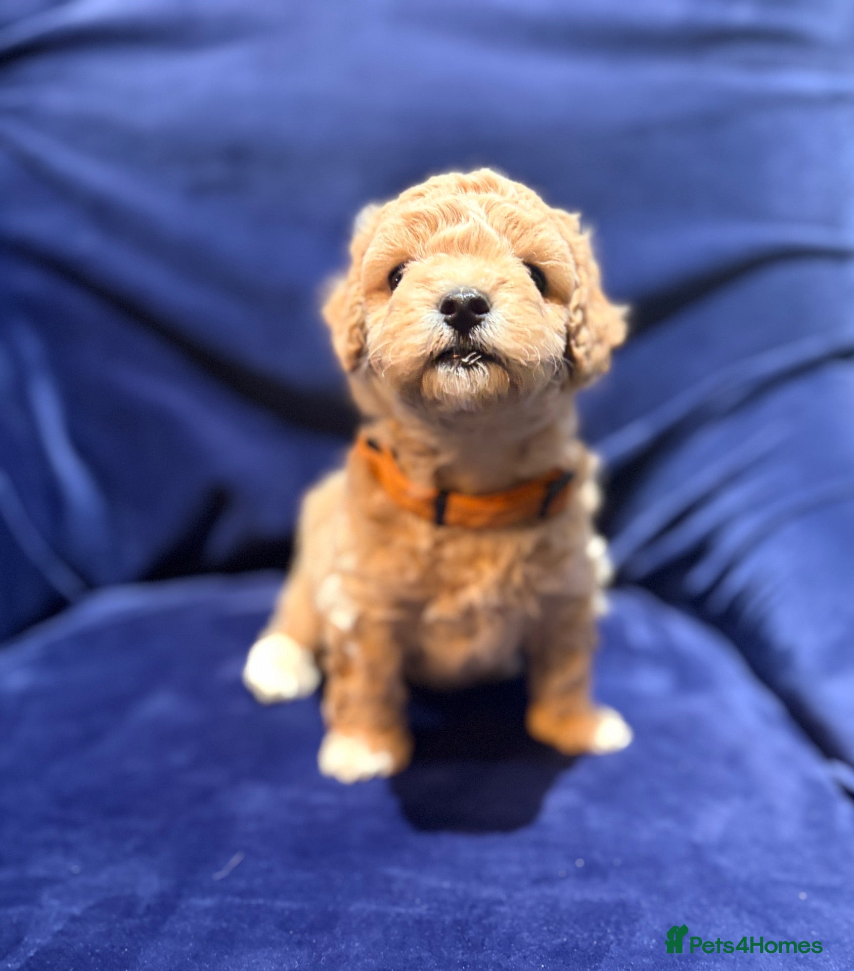 Poochon dogs Toy poodle/bichon - Advert 1