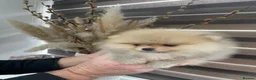 Pomeranian dogs for sale: KC mini Pomeranian  - Advert 29