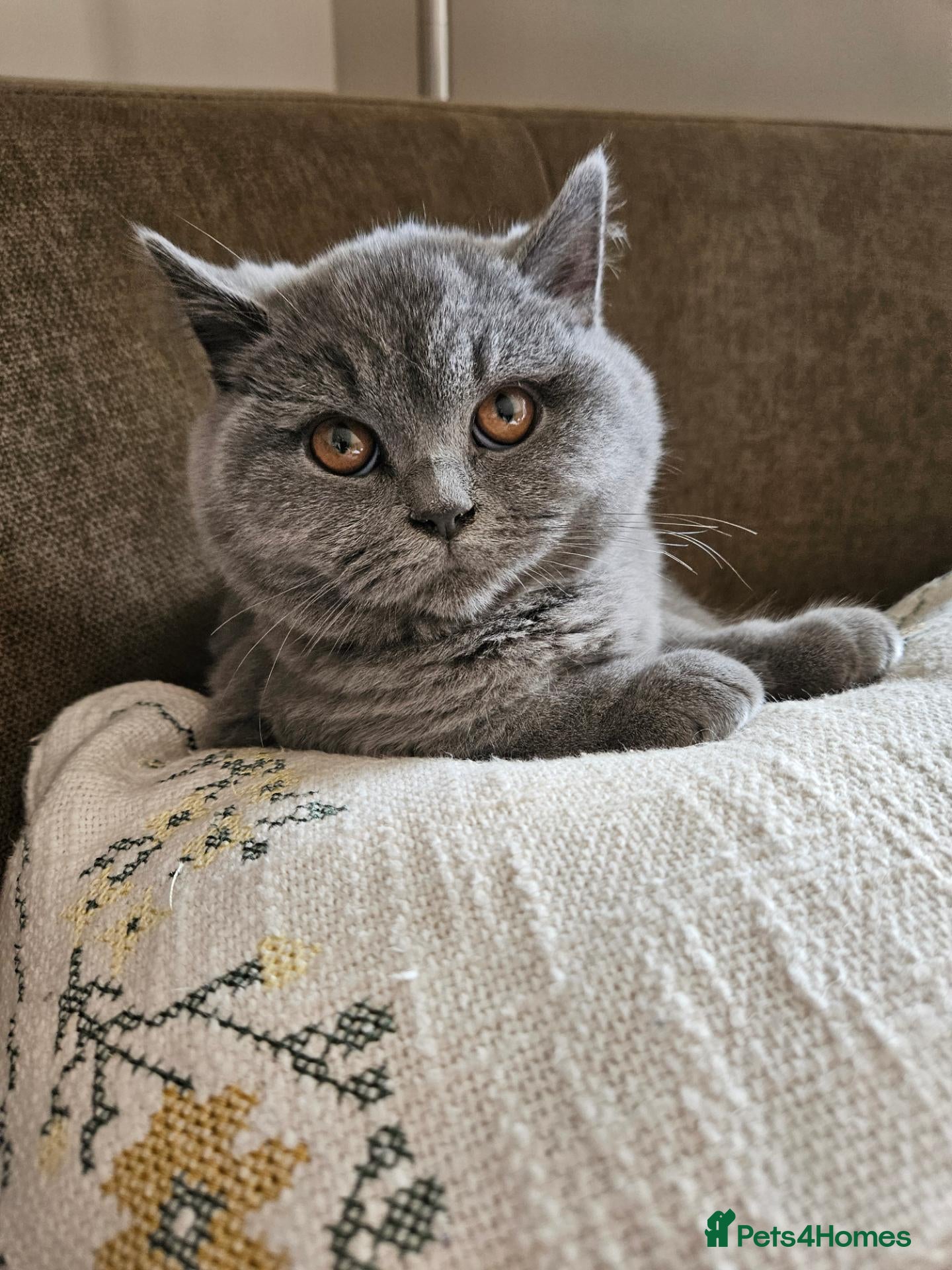 British Shorthair cats 🍂REDUCED PRICE 🍂Pure Blue British Shorthair   - Advert 5