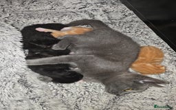 Mixed Breed cats for sale: Kittens for Sale - Image 11