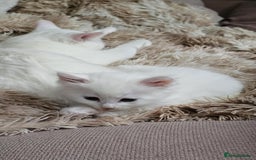 Mixed Breed cats for sale: 7 gorgeous cuties - Image 12