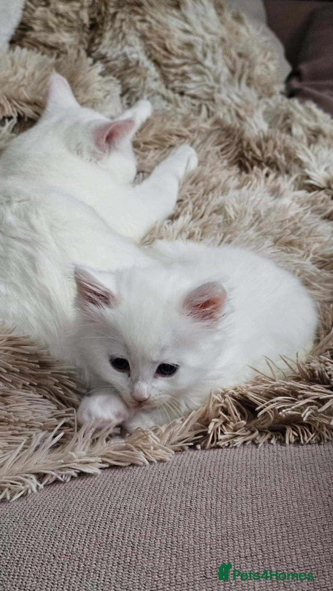 Mixed Breed cats for sale: 7 gorgeous cuties - Image 12