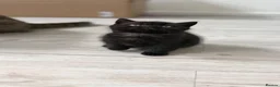 Scottish Fold cats for sale: Scottish straight kittens  - Advert 7