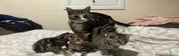 American Shorthair cats for sale: Kittens in Hayes - Advert 2