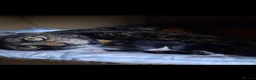 Mixed Breed cats for sale: Kittens - Advert 2