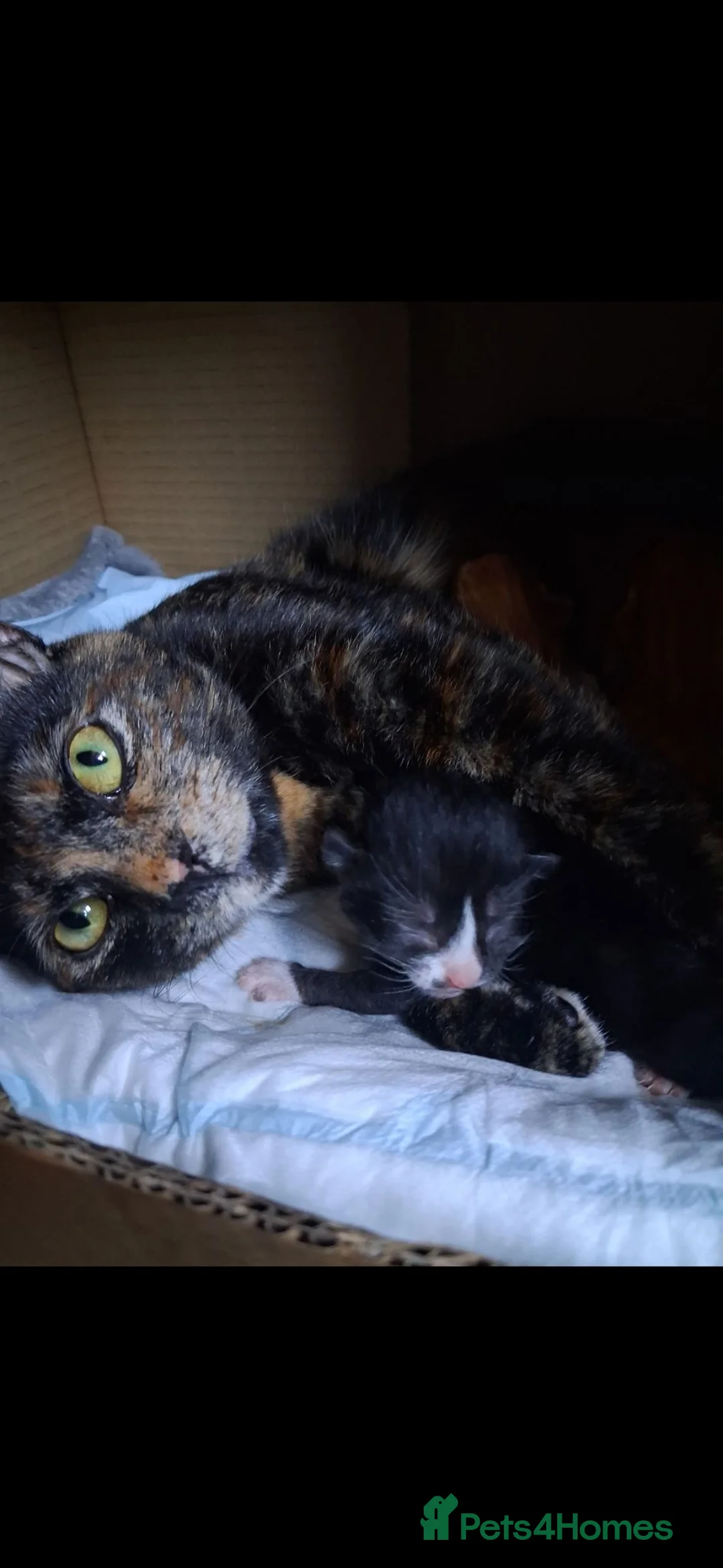 Mixed Breed cats for sale: Kittens - Advert 2