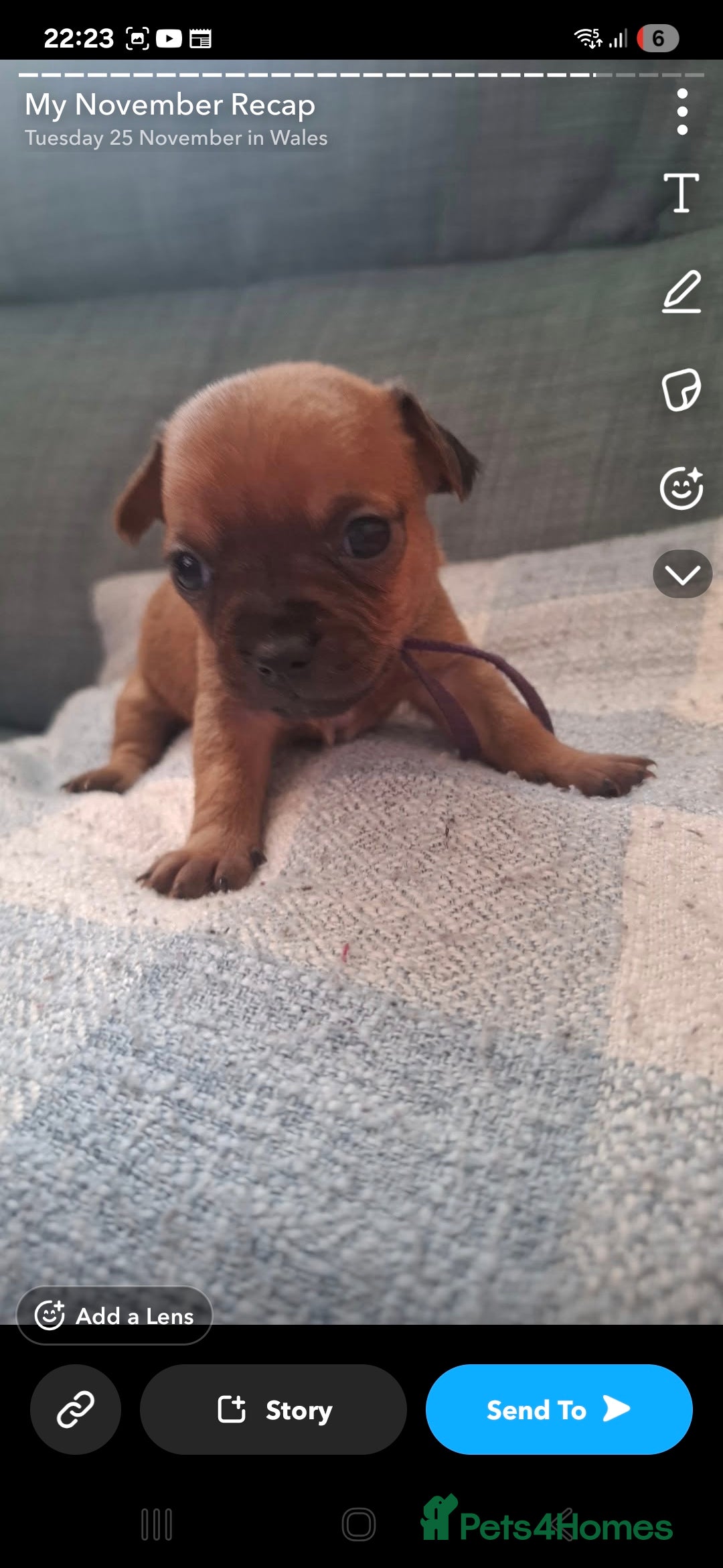 Mixed Breed dogs for sale: 🐾 Gorgeous Mixed-Breed Puppies – 🐾 - Advert 5