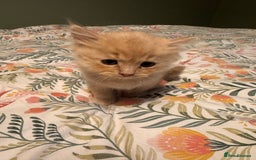 Mixed Breed cats for sale: Ragdoll X Russian Blue X - Image 3