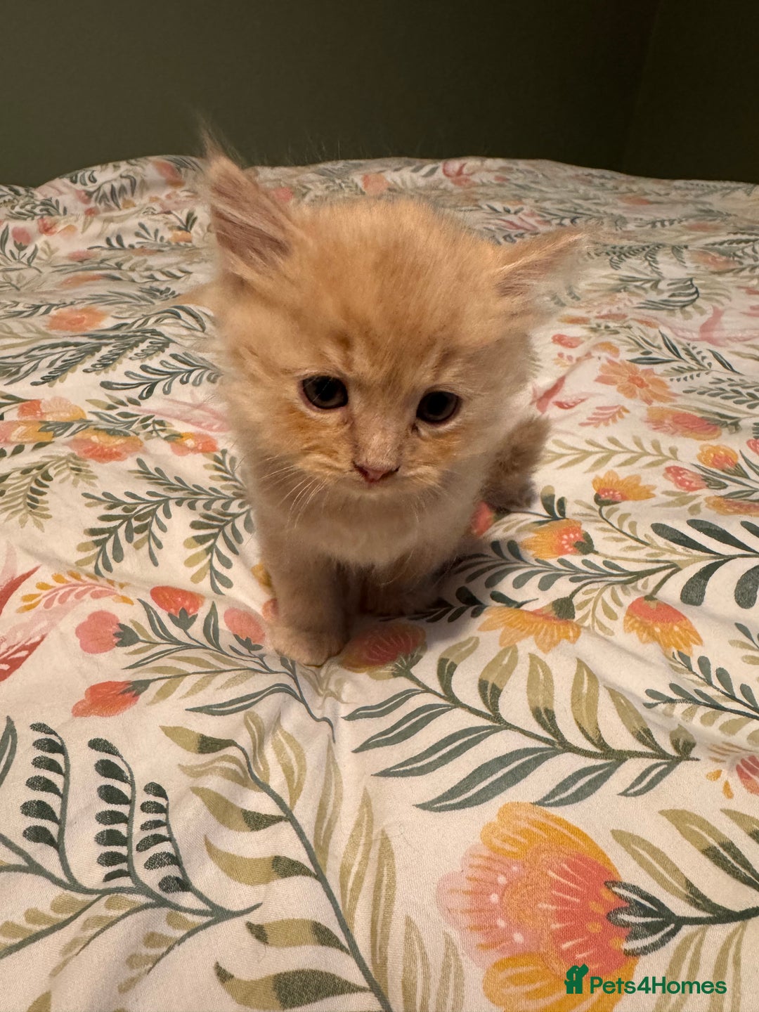 Mixed Breed cats for sale: Ragdoll X Russian Blue X - Image 3