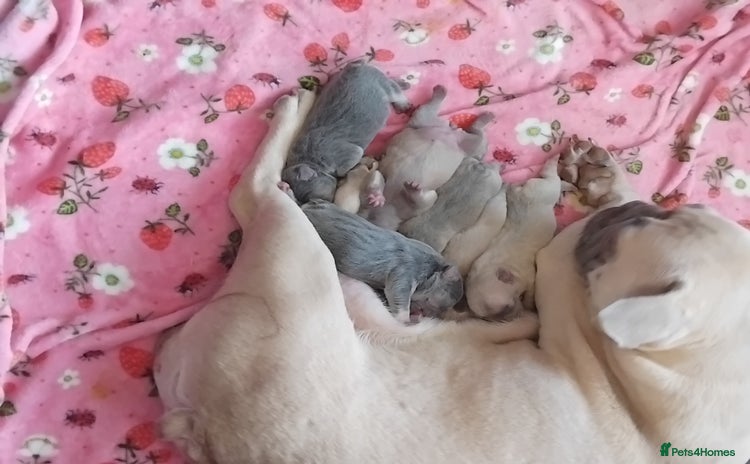 French Bulldog dogs - Advert 11