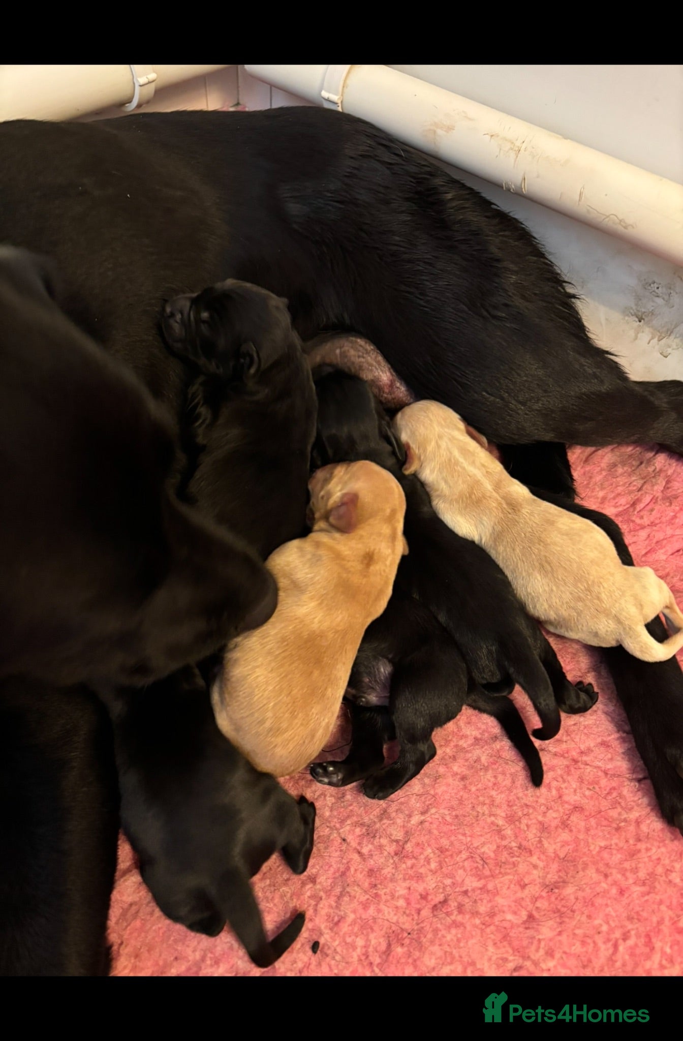 Labrador Retriever dogs Extensively health tested kc reg Labrador puppies. - Advert 1