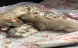 Miniature Dachshund dogs for sale: Beautiful litter of puppy’s  - Image 8