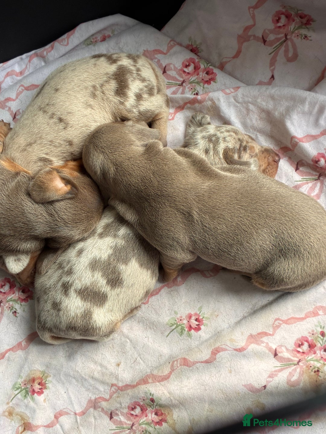 Miniature Dachshund dogs for sale: Beautiful litter of puppy’s  - Image 8