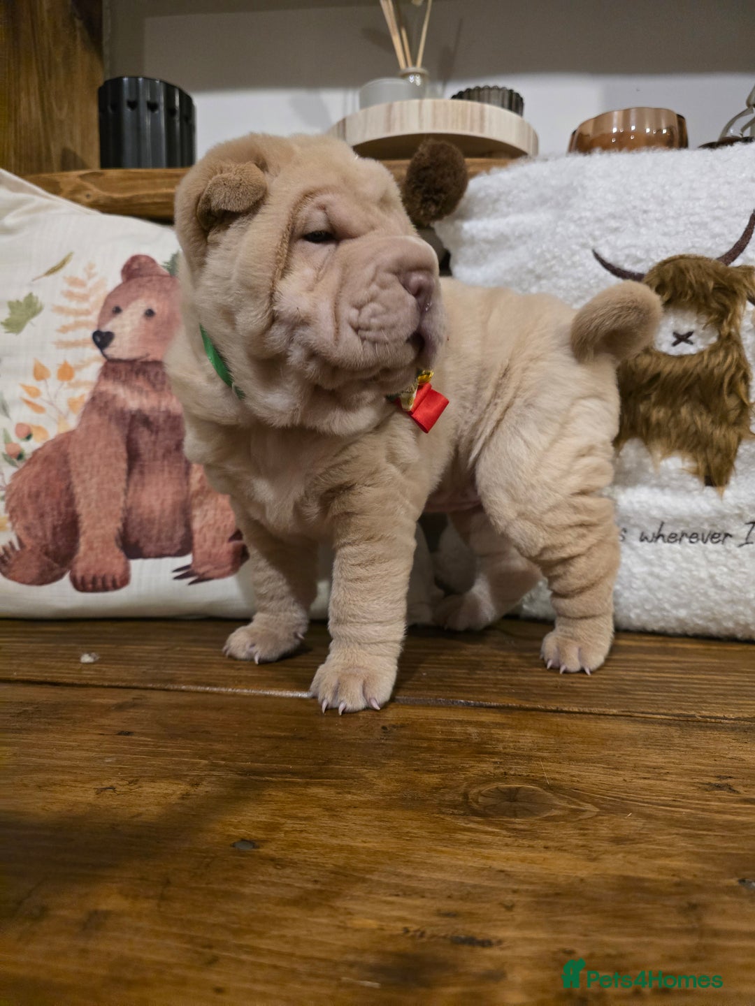 Shar Pei dogs for sale: Beautiful litter of Shar Pei puppies!  - Advert 10