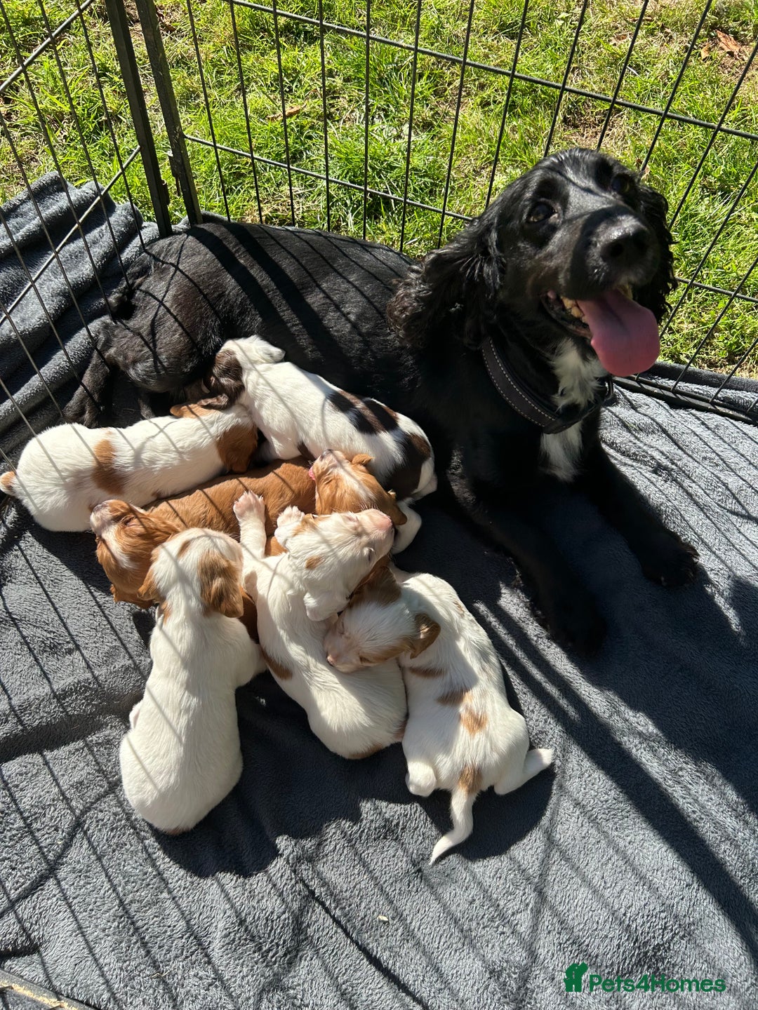 Cocker Spaniel dogs for sale: Beautiful kc registered cockerspaniel puppies  - Image 35