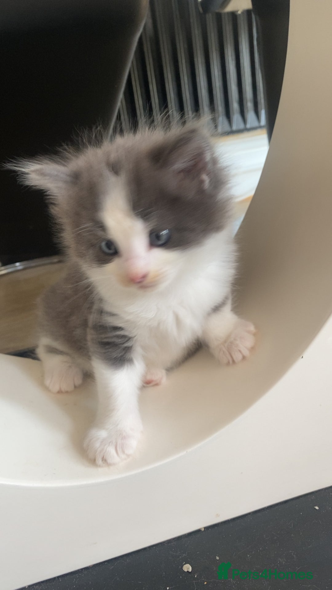 Siberian cats for sale: Beautiful Mixed Kittens-Siberian/Ragdoll/Longhair - Image 7