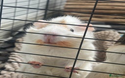 Guinea Pig rodents for sale: Guinea Pigs  - Image 6