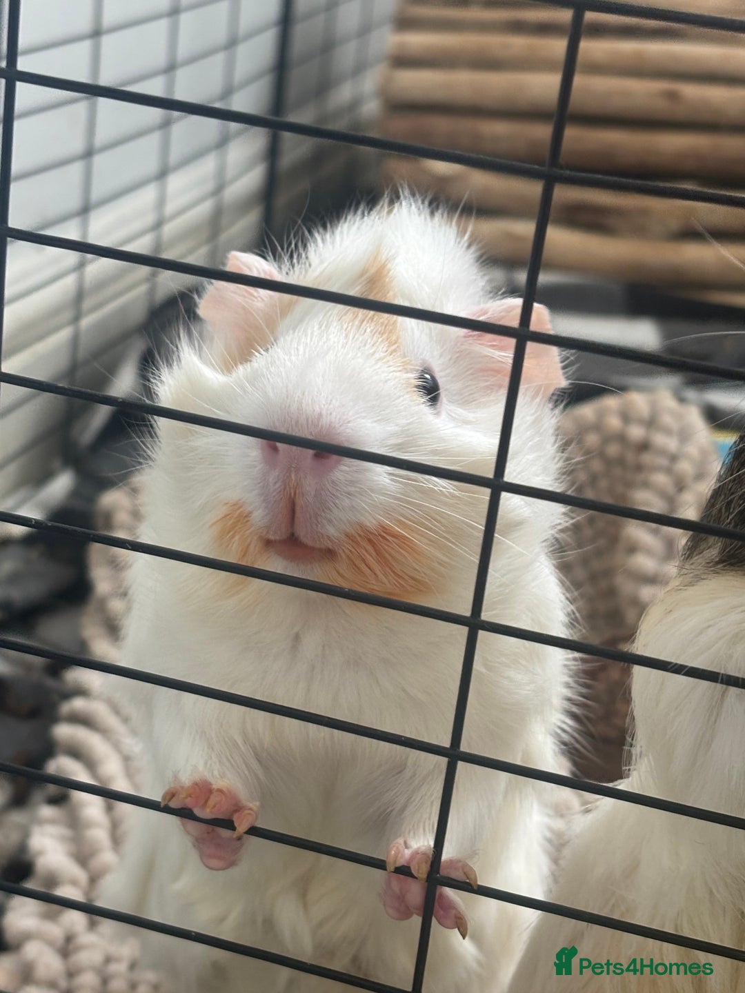 Guinea Pig rodents for sale: Guinea Pigs  - Image 6